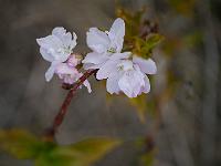 prunus_serrulata_amanogawa