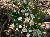 pyracomeles_vilmorinii