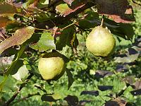 pyrus_sinkiangensis