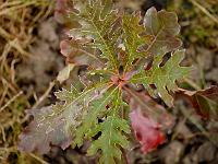 quercus_elipsiodalis