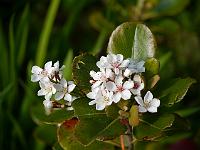 raphiolepis_umbellata