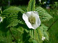 rhodotypos_scandens