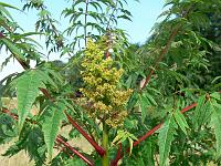 rhus_glabra_-_koralsumak