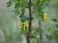 ribes_odoratum