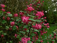 ribes-sanguineum