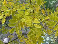 robinia_frisia