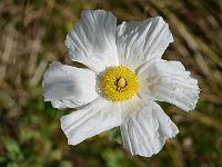 romneya_coulteri