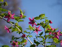 rubus_spectabilis