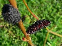 salix_gracilistyla_melanostachys_-_black_pussy_willow