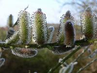 salix_sp._-_pil