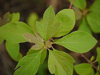 sassafras_albidum