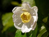 sinocalycanthus_chinensis