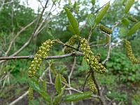 sinowilsonia_henryi