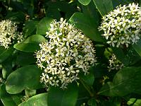 skimmia_japonica