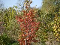 sorbus_alnifolia