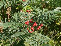 sorbus_aucuparia_'edulis'