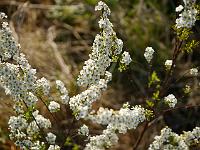 spiraea_arguta