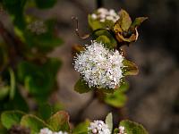 spiraea_betulifolia_var._aemiliana