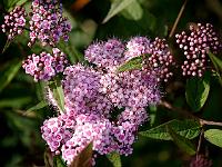 spiraea_fritschiana