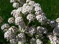 spiraea_nipponica_snowmound