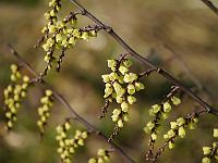 stachyurus_chinensis