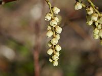 stachyurus_praecox