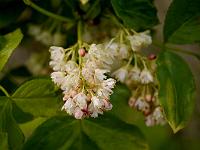 staphylea_pinnata