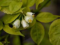 staphylea_trifolia