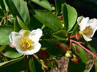 stewartia_monadelpha