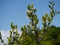 styrax_americanus