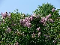 syringa_chinensis_-_kinesisk_syren