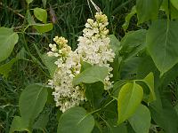 syringa_vulgaris_primrose