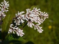 syringa_yunnanense