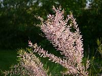 tamarix_parviflora