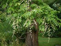 toona_sinensis_syn._cedrela_sinensis