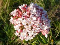 viburnum_burkwodii_mohawk