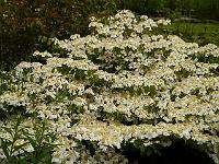 viburnum_cascade