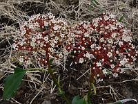 viburnum_cinnamonifolium