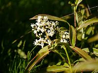 viburnum_henryi