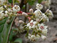 viburnum_hillieri_winton