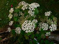 viburnum_huron