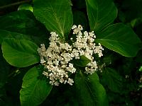 viburnum_japonicum