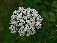 viburnum_lobophyllum