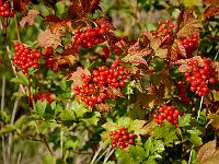 viburnum_opulus