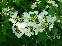 viburnum_plicatum_mariesii