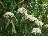 viburnum_rhytidophyllum_-_rynkeblad