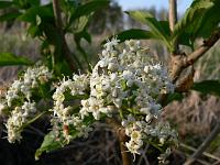 viburnum_sieboldii_seneca