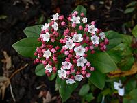 viburnum_tinus