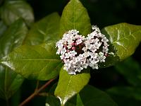 viburnum_tinus_subsp._subcordatum