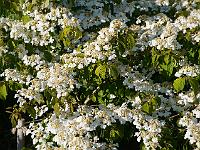 viburnum_watanabei